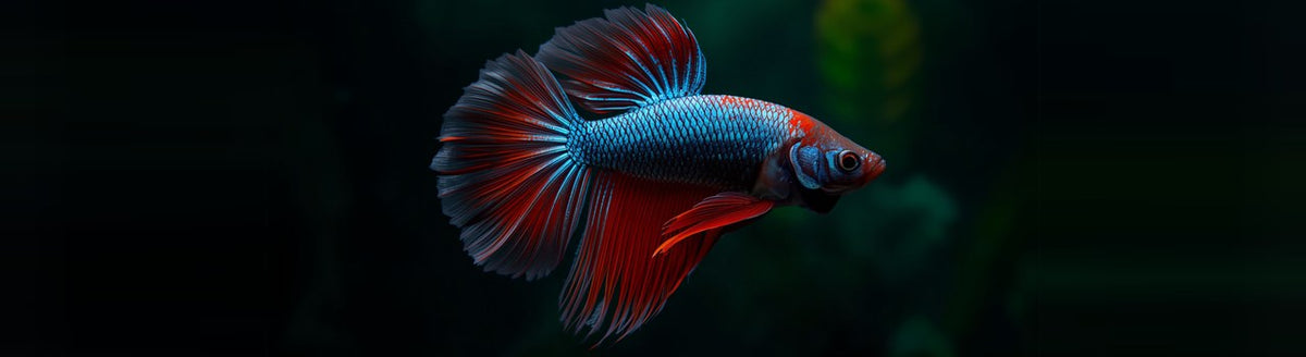 Blue and red betta fish with long flowing fins in a dark planted aquarium