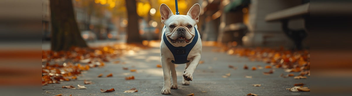 Cream French Bulldog in a navy Y-front harness walking on an autumn sidewalk
