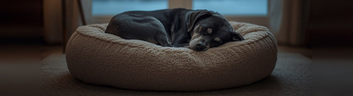 Senior black dog with a gray muzzle asleep on a plush donut bed by a snowy window