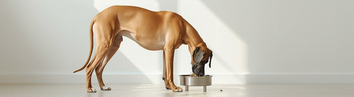 Fawn Great Dane eating from a raised stainless steel bowl stand in a bright room