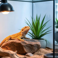 Reptile supplies