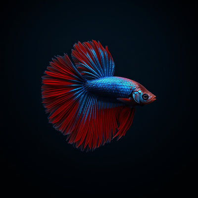 Pet Fish & Aquatic
