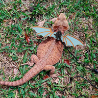 Bearded Dragon harness - BIG FRENCHIES