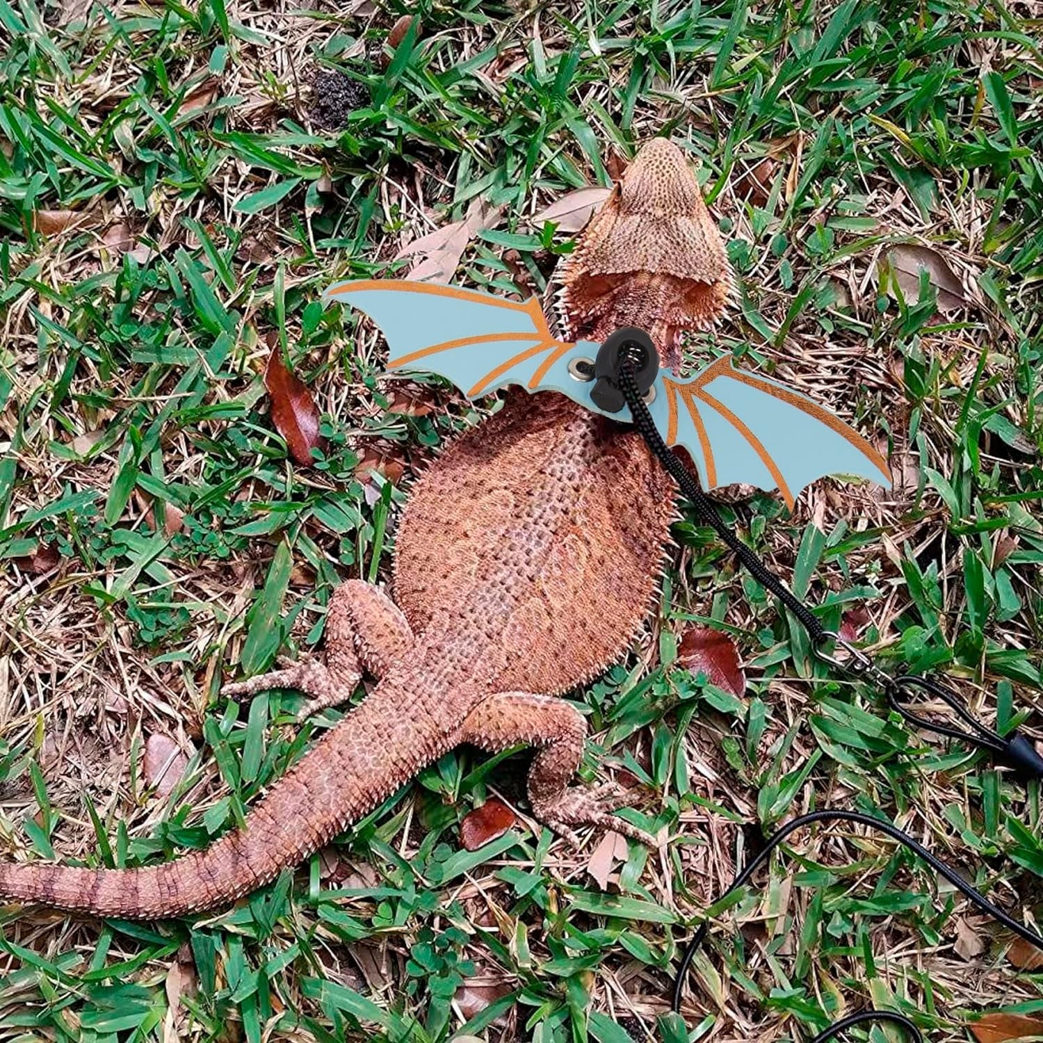 Bearded Dragon harness - BIG FRENCHIES