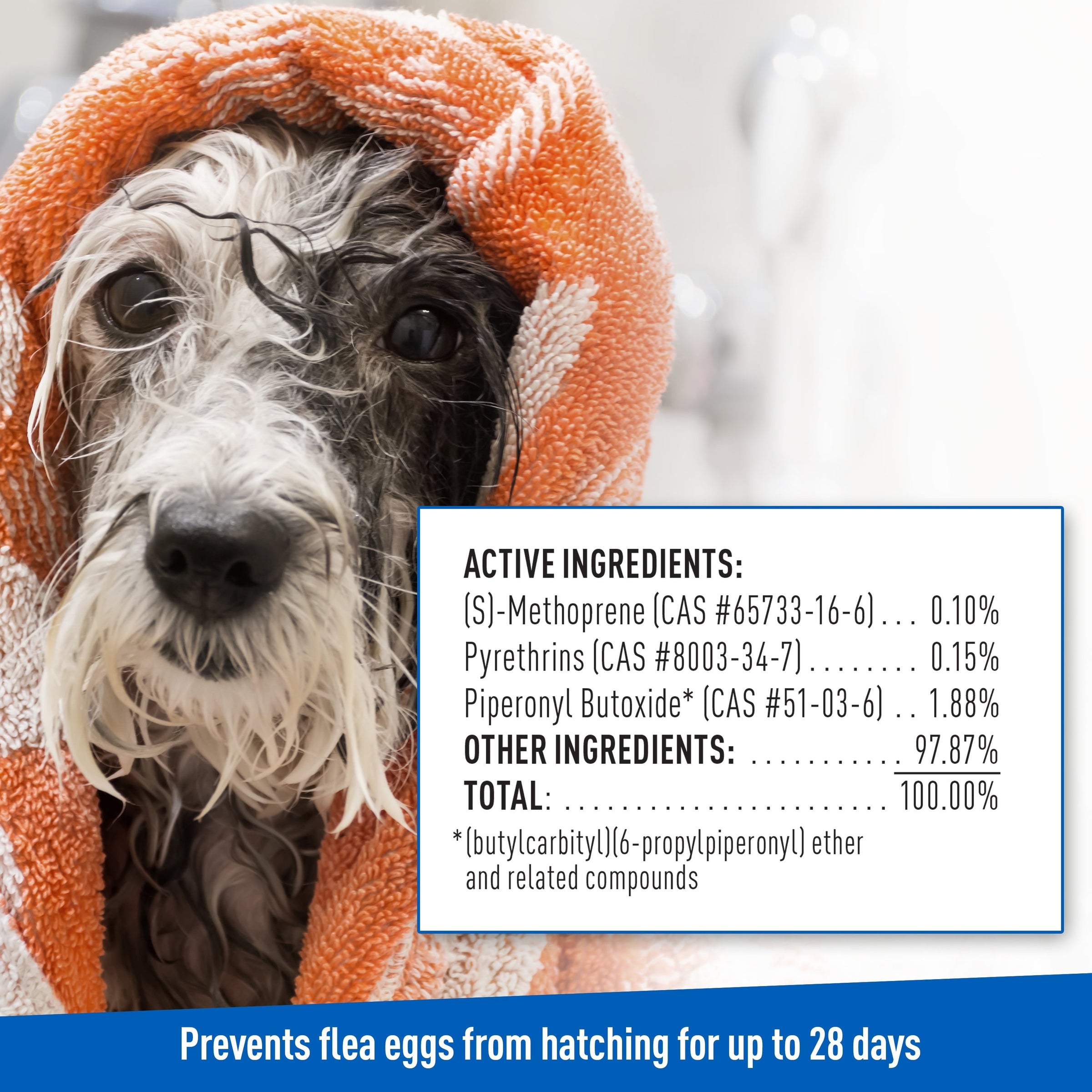 Keep Your Dog Happy and Flea-Free with ADAMS Plus Flea & Tick Foaming Shampoo & Wash - 2 Pack for Sensitive Skin! - BIG FRENCHIES