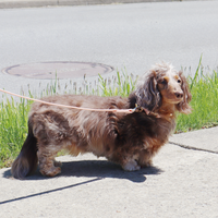 Waterproof Dog Leash | Navy
