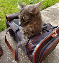 Mr. Peanut's Gold Series Standard Size Airline Compliant Pet Carrier - BIG FRENCHIES