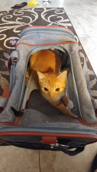 Mr. Peanut's Gold Series Standard Size Airline Compliant Pet Carrier - BIG FRENCHIES