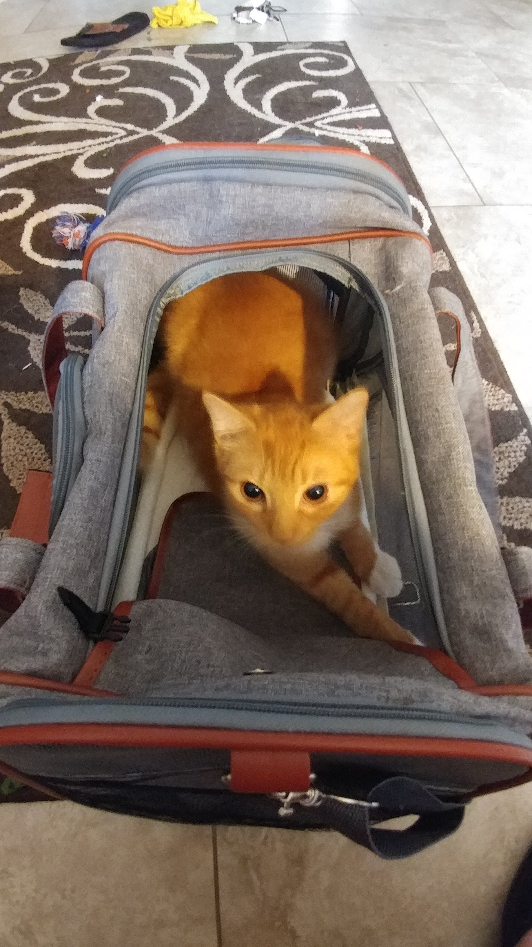 Mr. Peanut's Gold Series Standard Size Airline Compliant Pet Carrier - BIG FRENCHIES