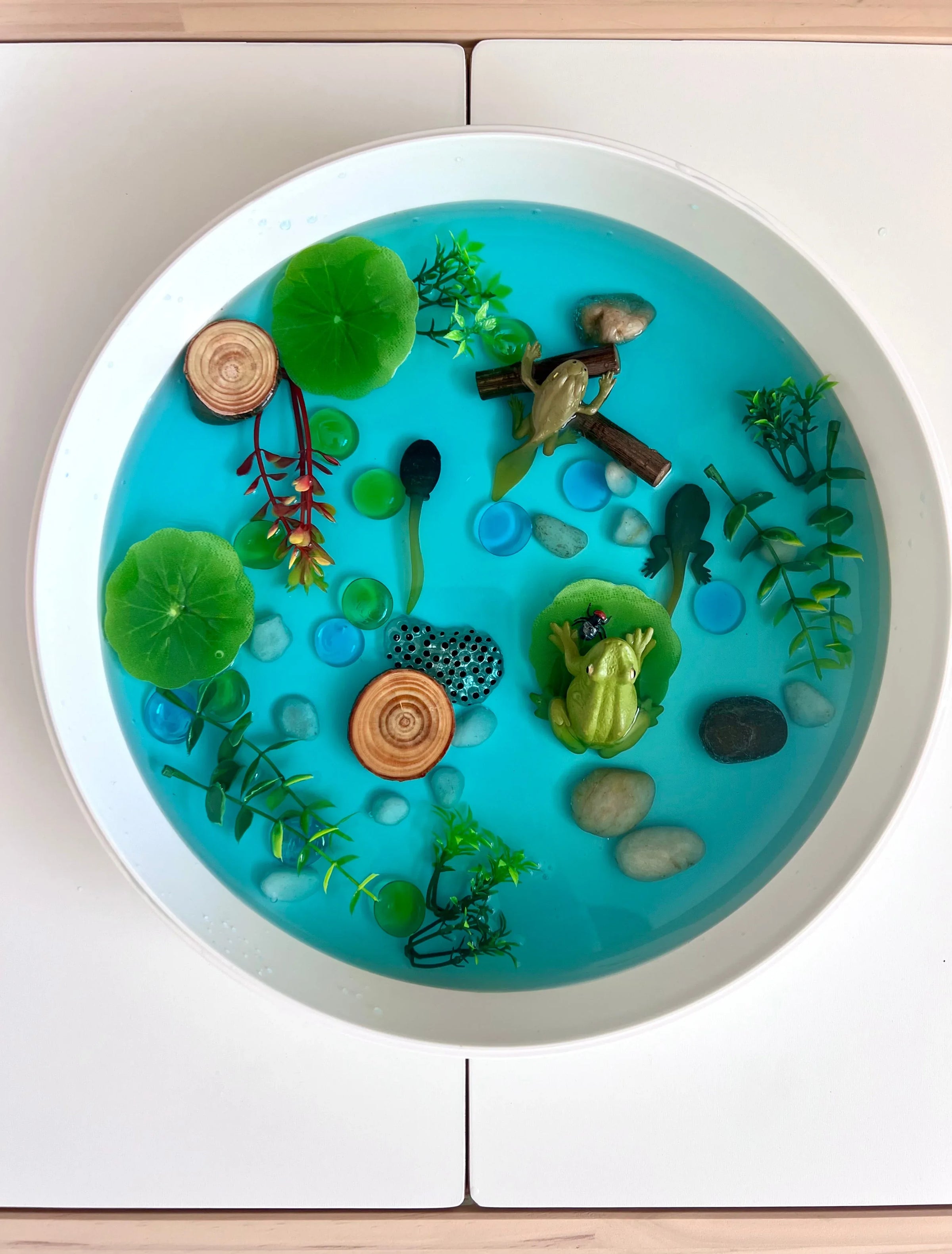 Pond Life Cycle Sensory Kit And Water Play - BIG FRENCHIES