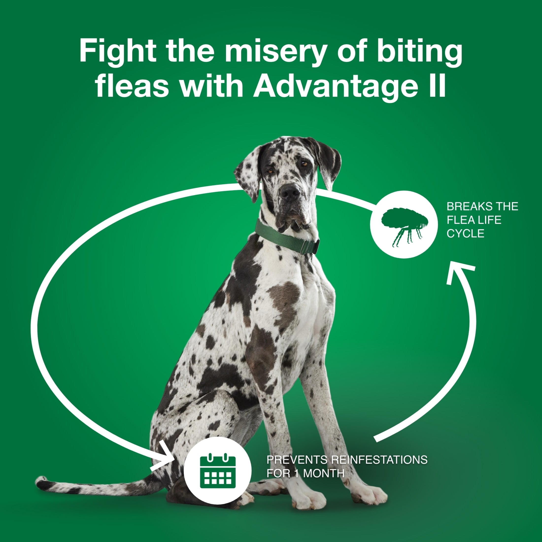 Flea Prevention for XL Dogs 55 Lbs+, 4-Monthly Treatments - BIG FRENCHIES