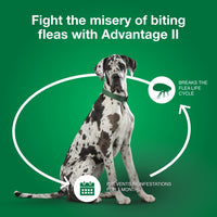 Vet-Recommended Flea Prevention for XL Dogs 55 Lbs+, 6-Monthly Treatments - BIG FRENCHIES
