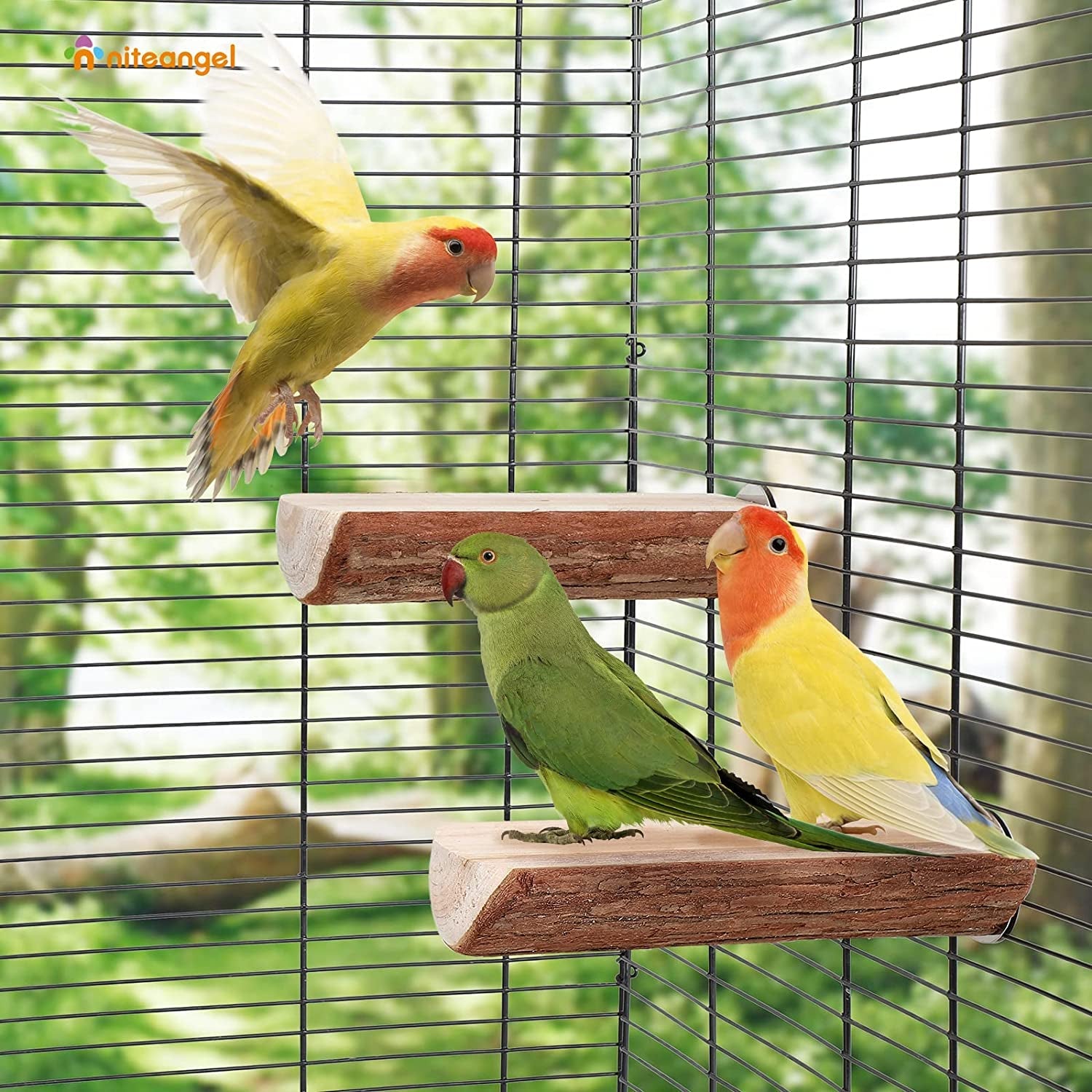 Parrot Cage Perch, Wooden Platform for Birds (2 Packs) - BIG FRENCHIES