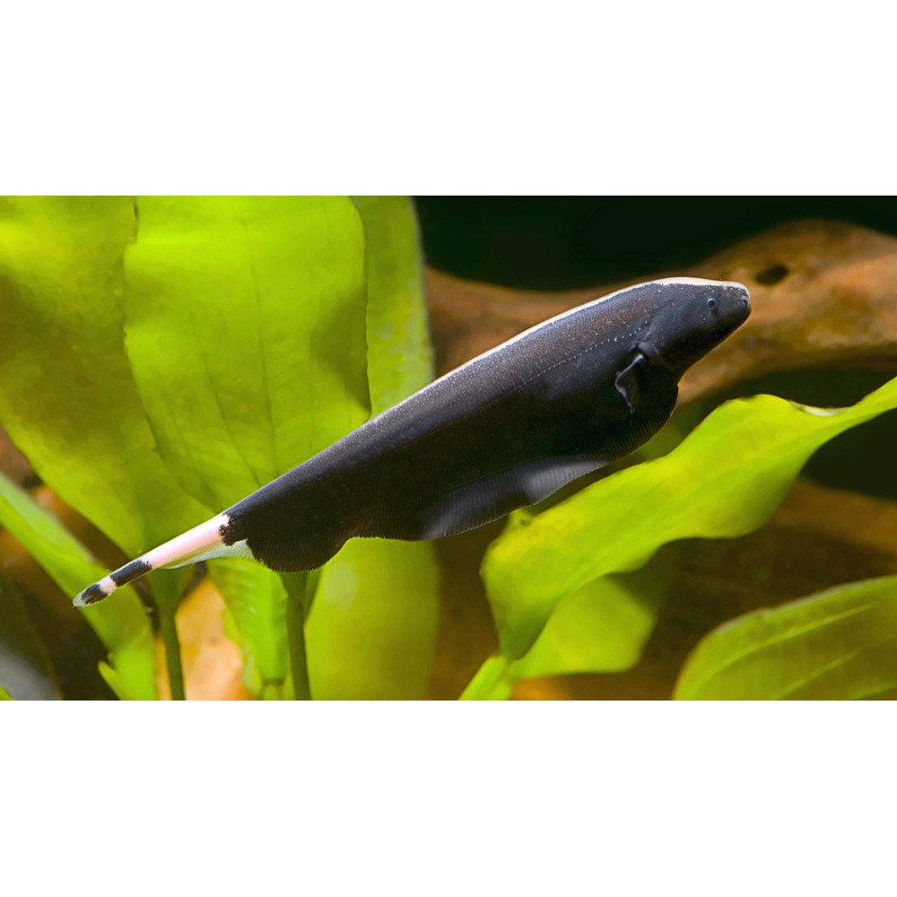 Google Server Rack Ghost Fish Black Ghost Knifefish – BIG FRENCHIES