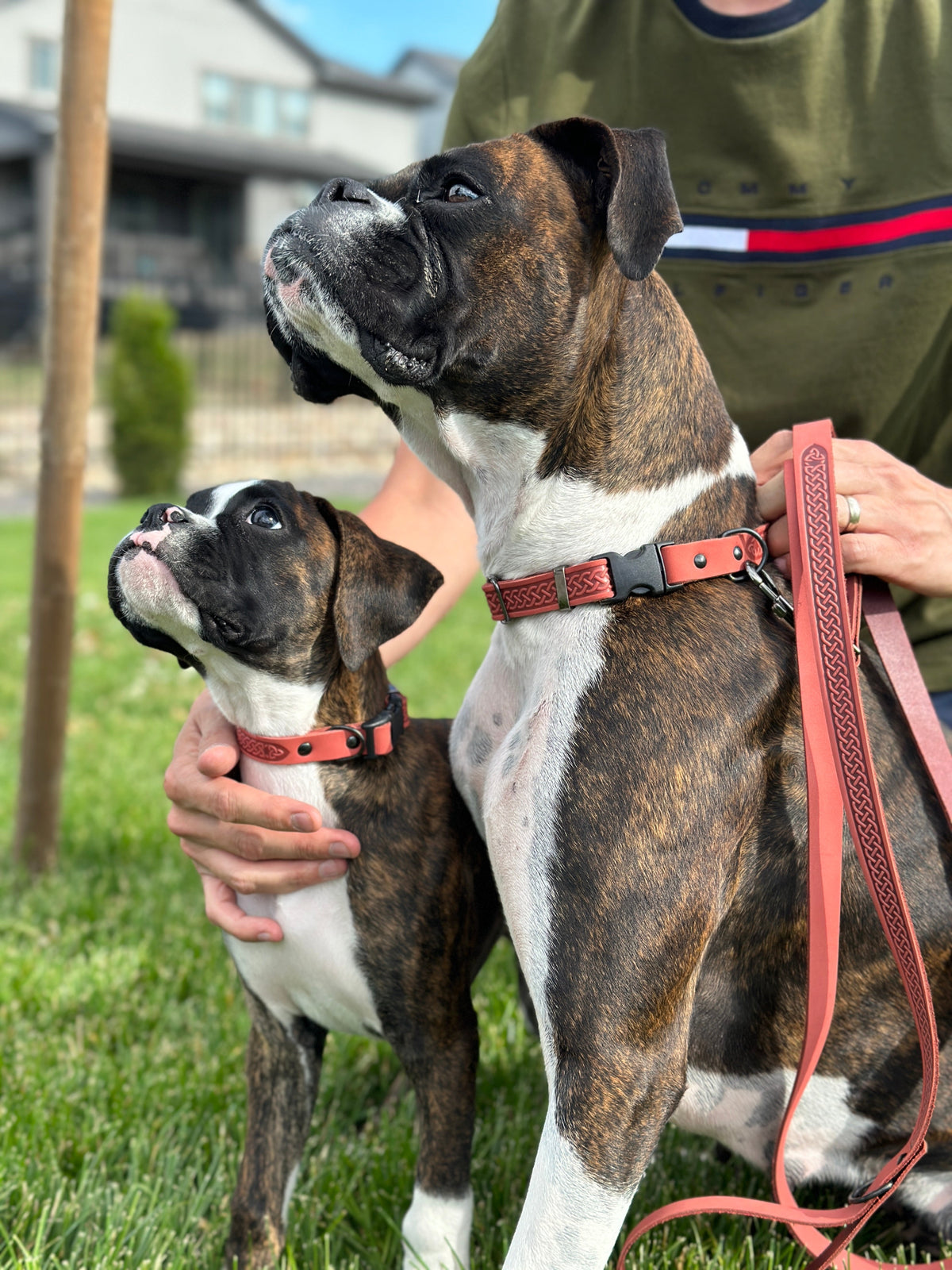 Celtic Sport Leather Collar and Leash Set - BIG FRENCHIES