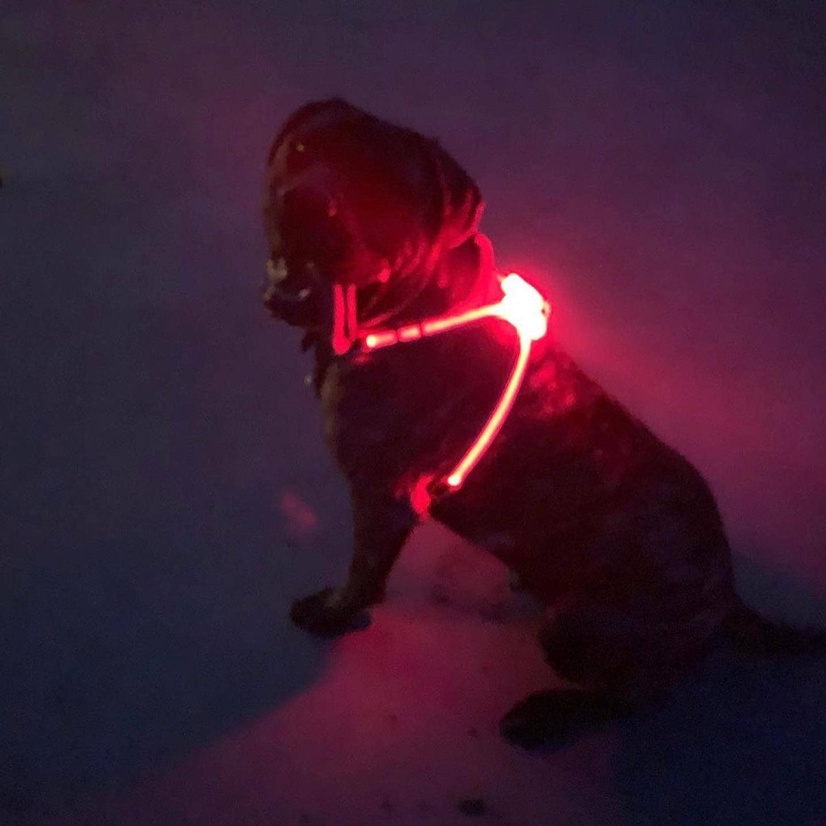 LED Dog Harness