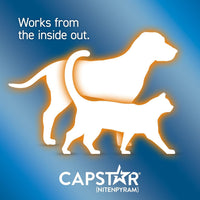 Kitten Cat Capstar Fast-acting Oral Treatment Dogs & Cats 2-25 Lb 6 Doses Fast Acting