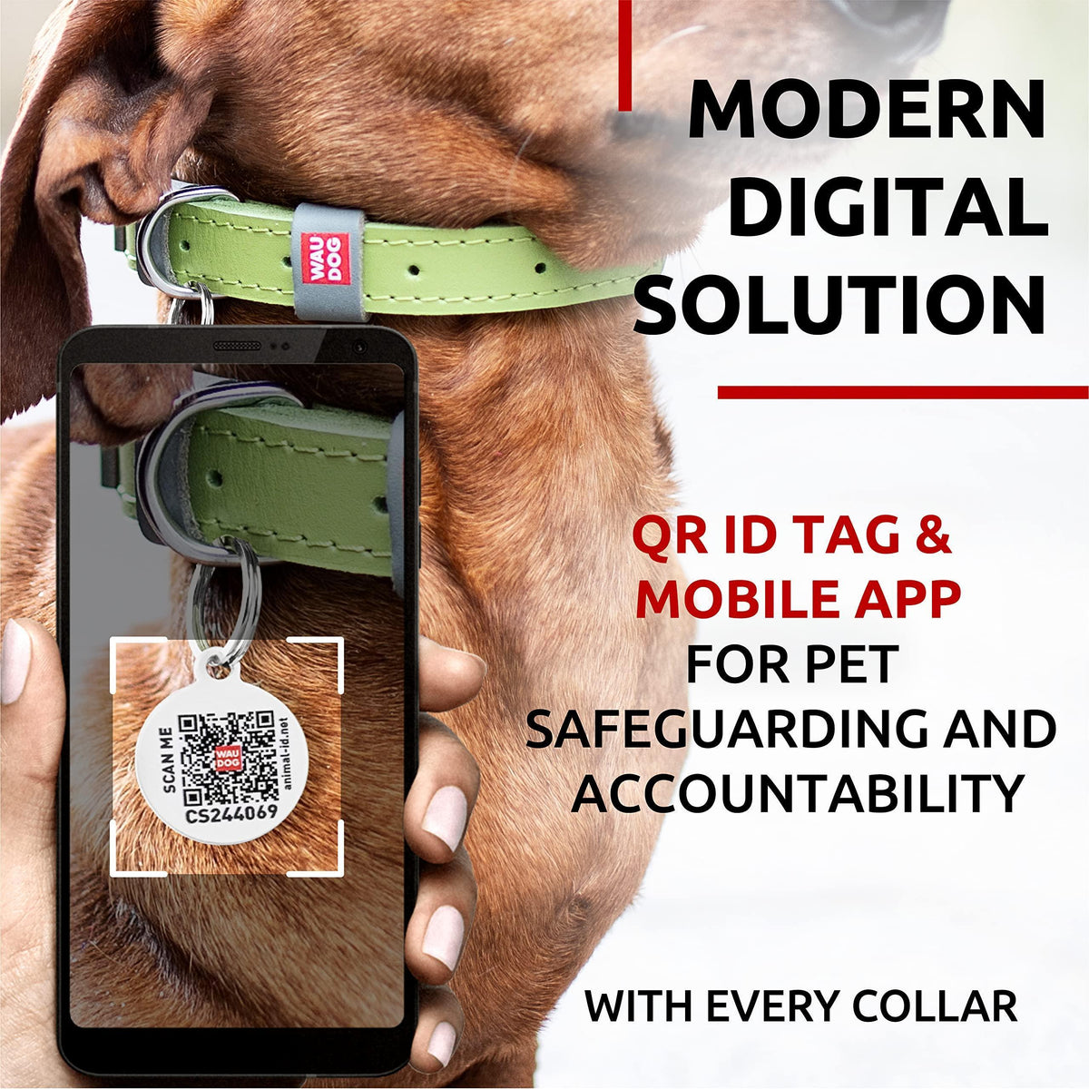 Leather Dog Collar Adjustable All Sizes Buckle D-Ring & QR Tag