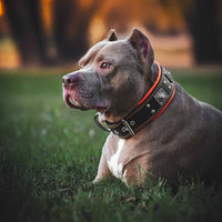 The "Eros" collar 2.5 inch wide black & orange