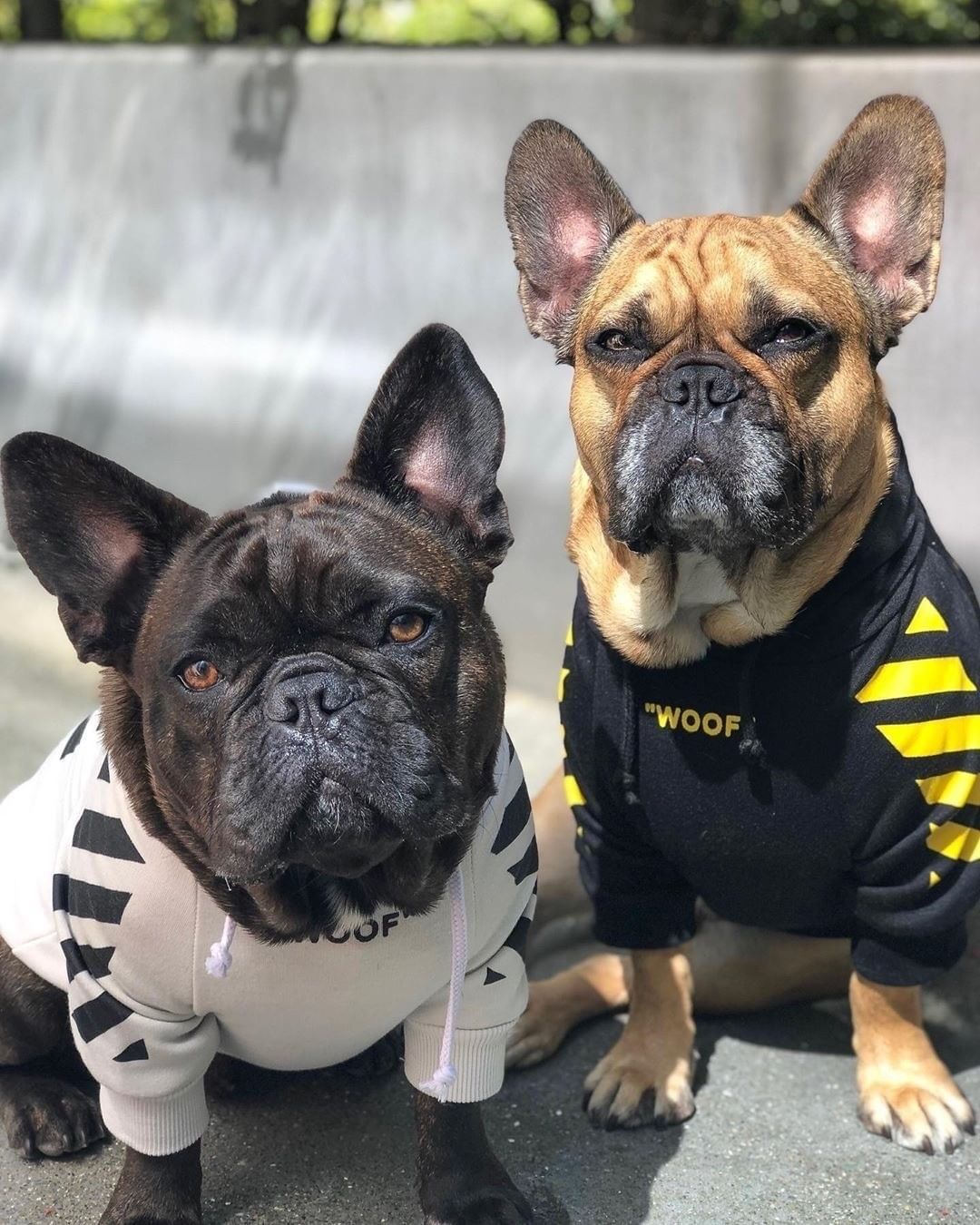 Fresh Pawz Woof Dog Hoodie - BIG FRENCHIES