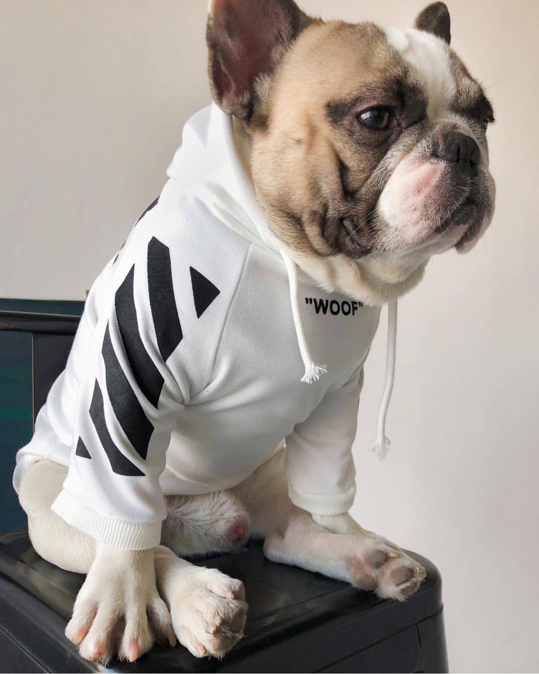 Fresh Pawz Woof Dog Hoodie - BIG FRENCHIES