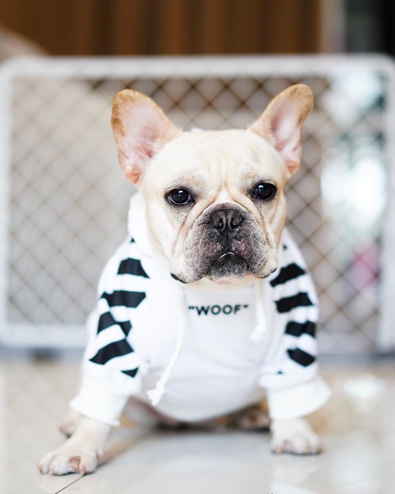 Fresh Pawz Woof Dog Hoodie - BIG FRENCHIES