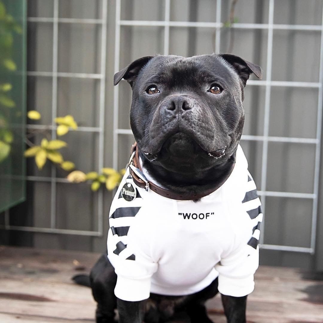 Fresh Pawz Woof Dog Hoodie - BIG FRENCHIES