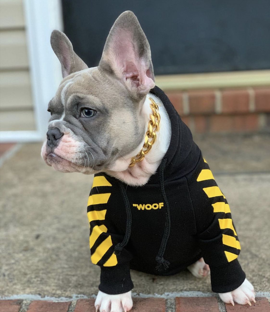 Fresh Pawz Woof Dog Hoodie - BIG FRENCHIES