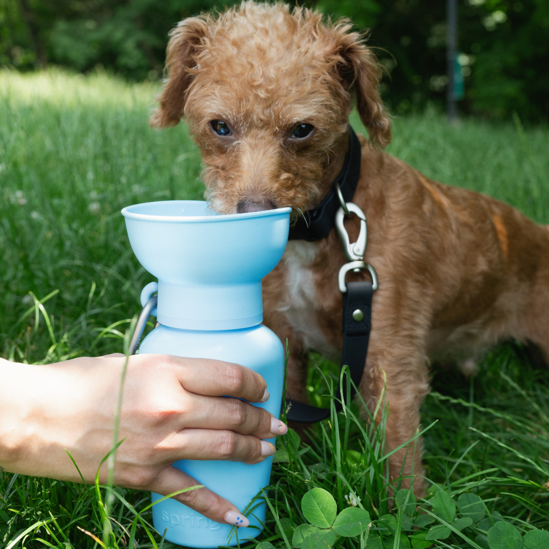 20oz Flip Dog Travel Water Bottle - BIG FRENCHIES