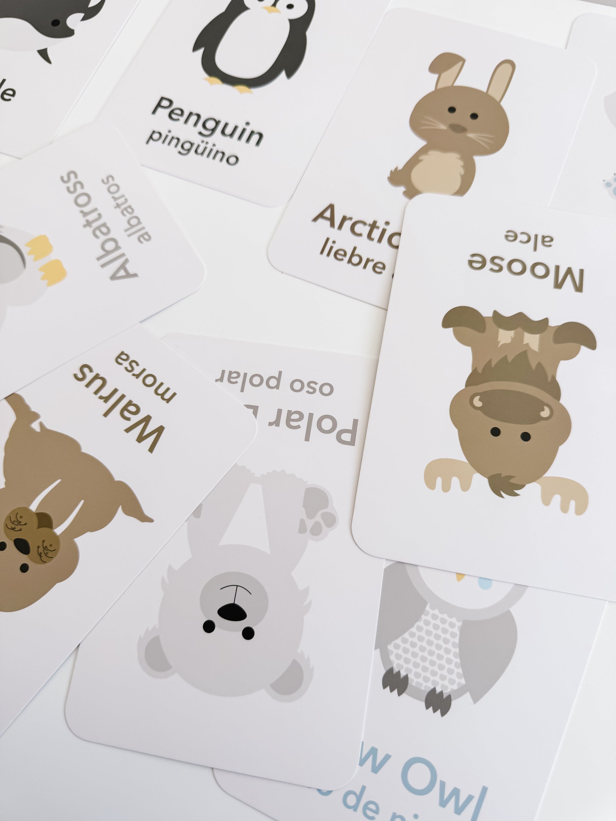 Arctic Animals Flashcards