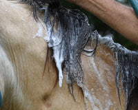 Banixx Horse Shampoo 16 oz – Marine Collagen – Skin & Coat Care – USA Made