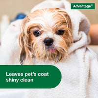 12 Oz Flea & Tick Shampoo for Puppies & Adult Dogs . - BIG FRENCHIES