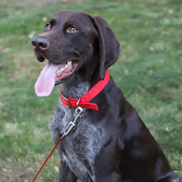 Boss Pet Tie-Out Cable for Large Dogs Up to 60lb 30ft Twin Swivel w/ Spring