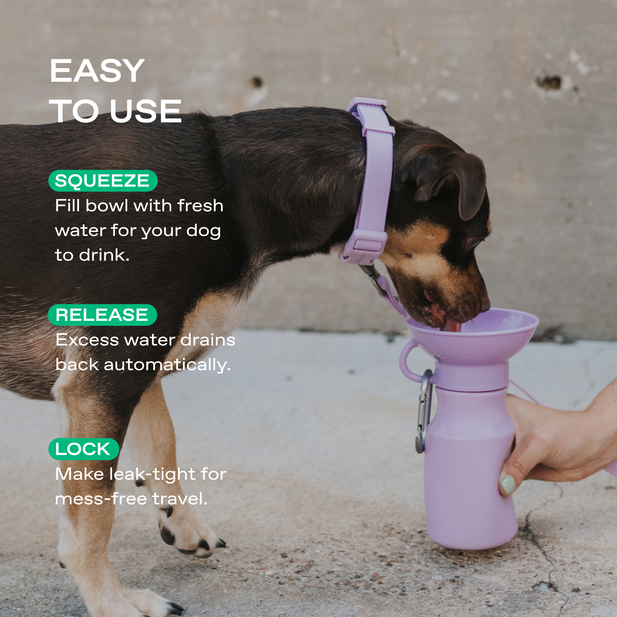 15oz Original Dog Travel Water Bottle - BIG FRENCHIES