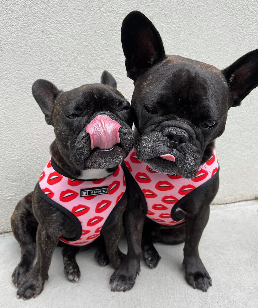 Luxury Red Lips Breathable Mesh Harness Chest Back + Traction - BIG FRENCHIES