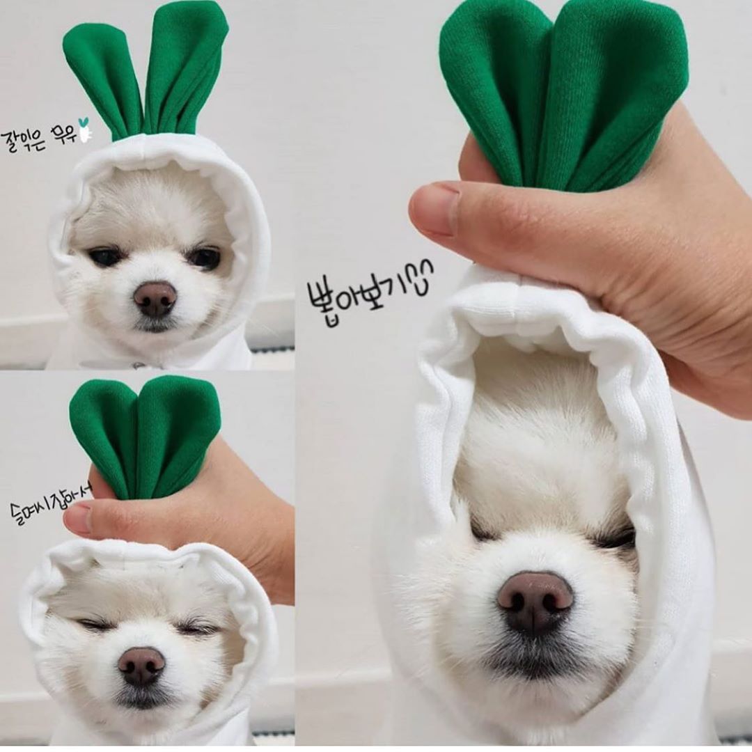 Cute Fruit Dog Clothes For Small Dogs Hoodies Winter Warm Fleece Pet Clothing Puppy Cat Costume Coat For French Chihuahu