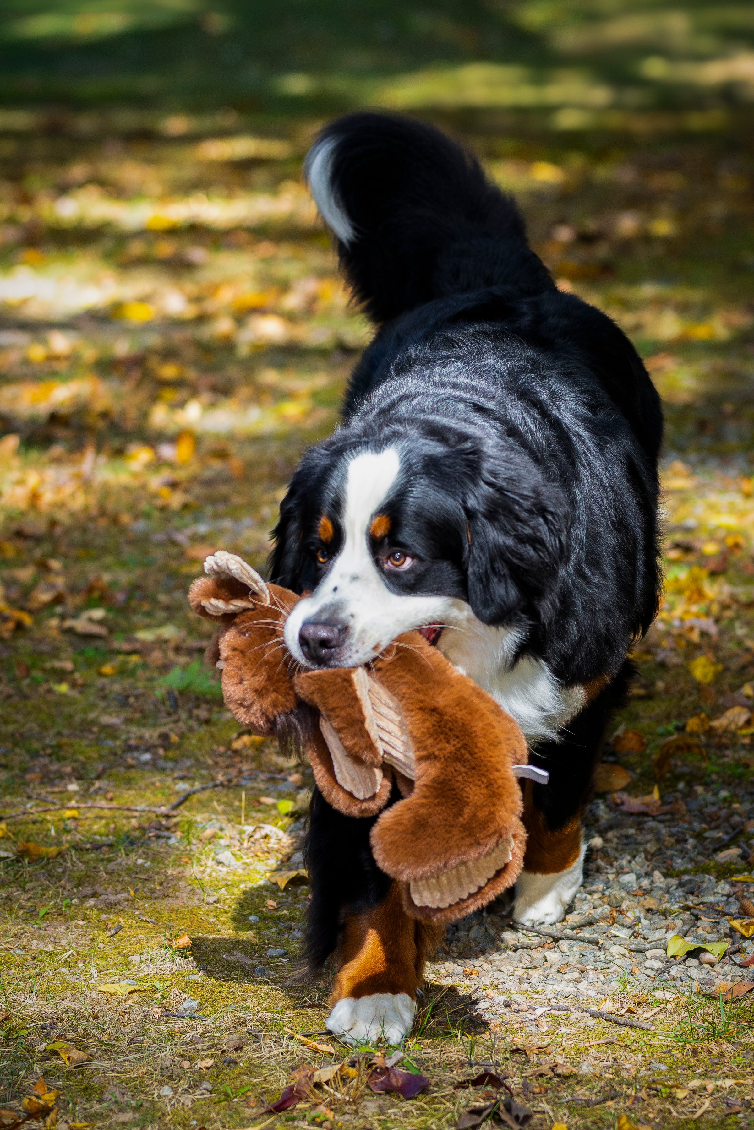 Maple Moose X-Brace™ Durable Plush Dog Toy - BIG FRENCHIES