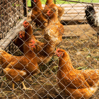 Farm Fence Heavy Zinc Coating Cattle Fence,Field Wire Fencing Deer Fence,Goat Fence,Hog Wire Fencing For Yard Livestock 