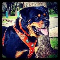 The "Eros" harness brown