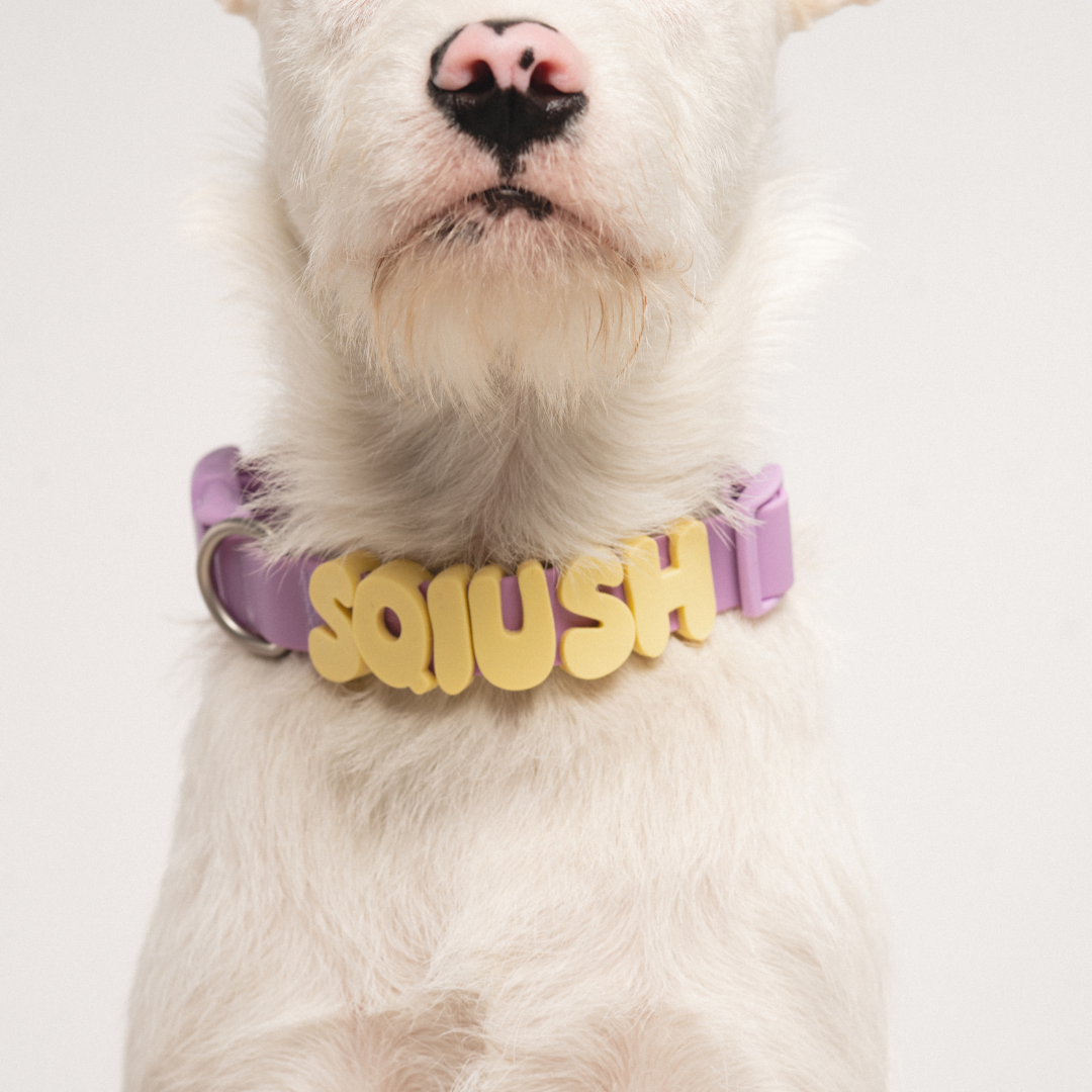 Waterproof Dog Collar - BIG FRENCHIES