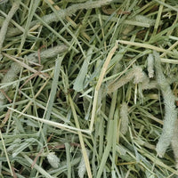 Standlee Timothy Grass Hay 48oz. Small Animal Forage Rabbits Guinea Pigs