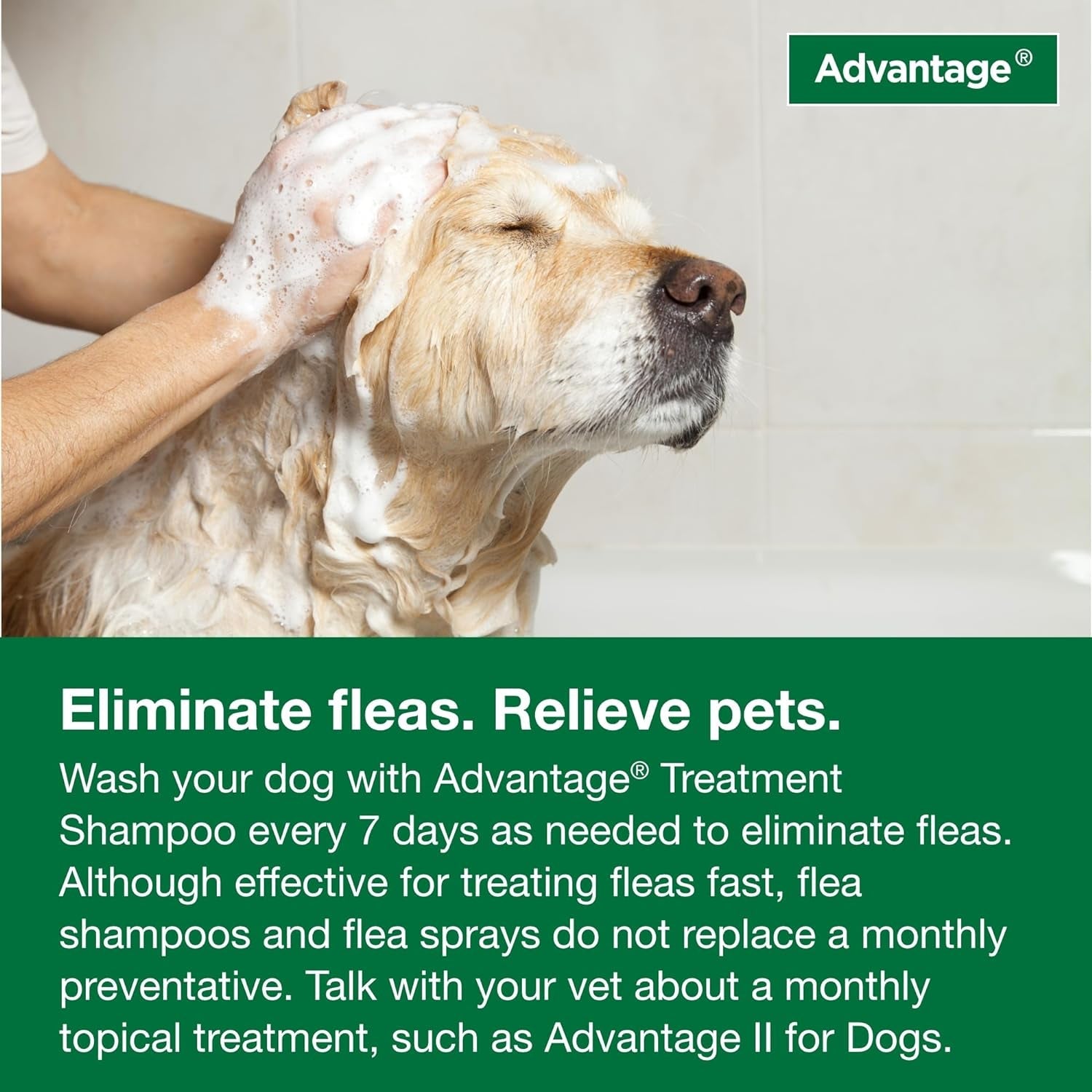 12 Oz Flea & Tick Shampoo for Puppies & Adult Dogs . - BIG FRENCHIES