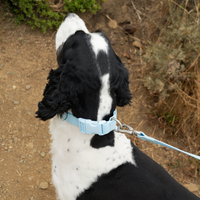 Waterproof Dog Collar - BIG FRENCHIES