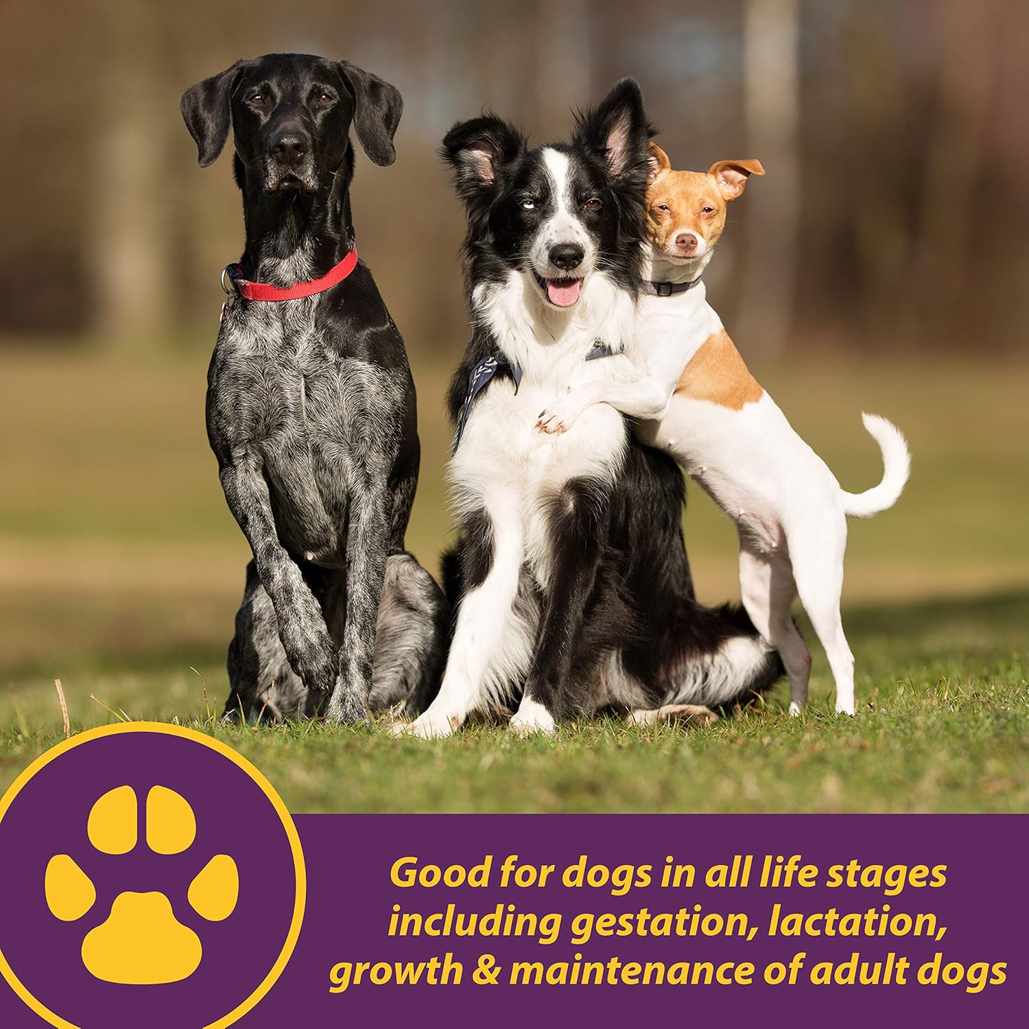 Canine Red Cell Liquid Supplement Dogs Puppies Vitamin Iron Mineral Energy 32 oz.