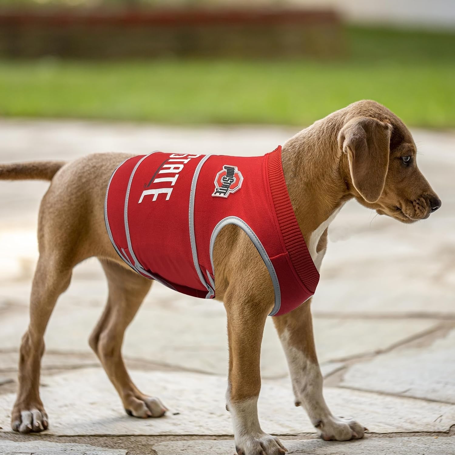 NCAA Calming Vest for Dogs & Cats – All Teams & Sizes