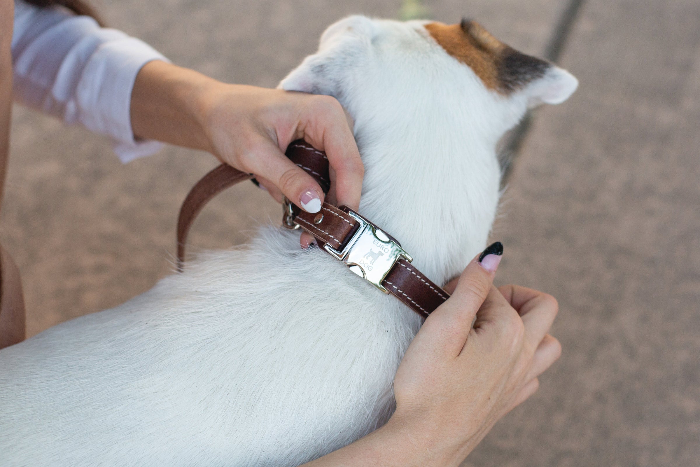 Pro Line Quick-Release Chocolate Leather Dog Collar with Metal Buckle - BIG FRENCHIES