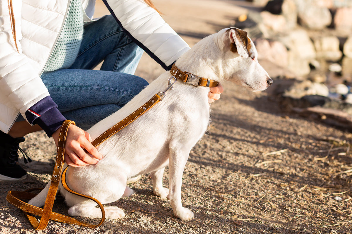 Traditional Earth Brown Leather Dog Leash - BIG FRENCHIES
