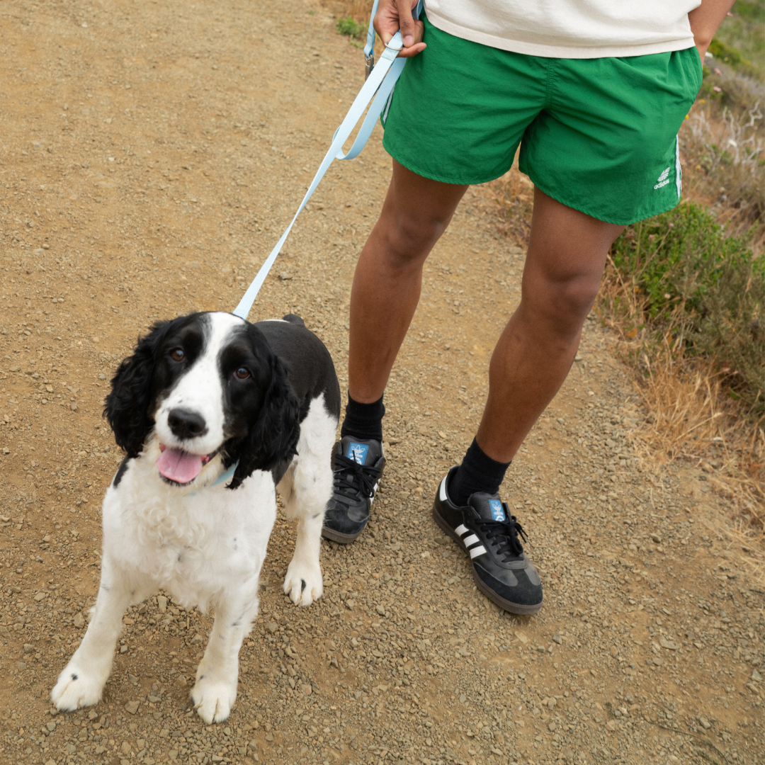 Waterproof Dog Leash - 5ft - BIG FRENCHIES