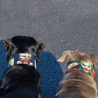 The Harley Limited Collar