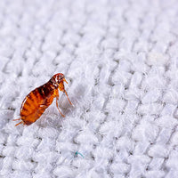 Enforcer Flea Tick Killer Spray 1 Gallon Home Carpets Kills Eggs Larvae Adults